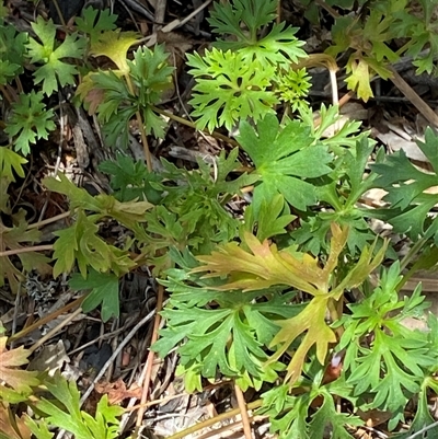 Trachymene incisa subsp. incisa at Carrolls Creek, NSW - 9 Sep 2024 by Tapirlord