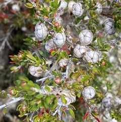 Leptospermum novae-angliae at Carrolls Creek, NSW - 9 Sep 2024 by Tapirlord