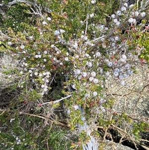 Leptospermum novae-angliae at Carrolls Creek, NSW - 9 Sep 2024 11:22 AM