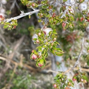 Leptospermum novae-angliae at Carrolls Creek, NSW - 9 Sep 2024 11:22 AM