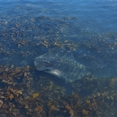 Unidentified Fish at Eden, NSW - 2 Feb 2025 by GirtsO