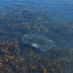 Unidentified Fish at Eden, NSW - 2 Feb 2025 by GirtsO