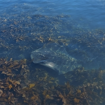 Unidentified Fish at Eden, NSW - 2 Feb 2025 by GirtsO