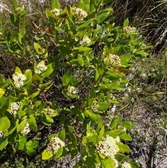 Leionema ambiens at Carrolls Creek, NSW - 9 Sep 2024 10:49 AM