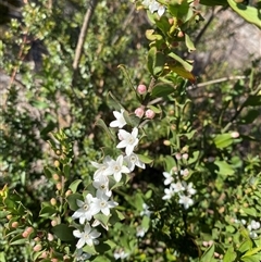 Unidentified Other Shrub at Carrolls Creek, NSW - 9 Sep 2024 by Tapirlord