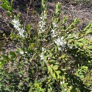 Philotheca epilosa at Carrolls Creek, NSW - 9 Sep 2024 10:41 AM
