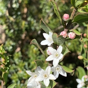 Philotheca epilosa at Carrolls Creek, NSW - 9 Sep 2024 10:41 AM