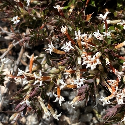 Leucopogon neoanglicus (A Beard-Heath) at Carrolls Creek, NSW - 9 Sep 2024 by Tapirlord