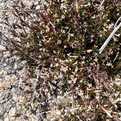 Leucopogon neoanglicus at Carrolls Creek, NSW - 9 Sep 2024 10:40 AM