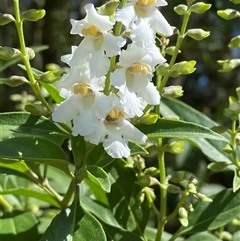 Prostanthera petraea at Carrolls Creek, NSW - 9 Sep 2024 by Tapirlord