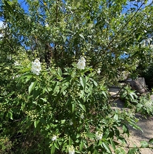 Prostanthera petraea at Carrolls Creek, NSW - 9 Sep 2024 10:38 AM