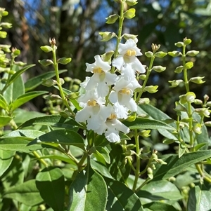 Prostanthera petraea at Carrolls Creek, NSW - 9 Sep 2024 10:38 AM