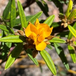 Oxylobium arborescens at Carrolls Creek, NSW - 9 Sep 2024 10:36 AM