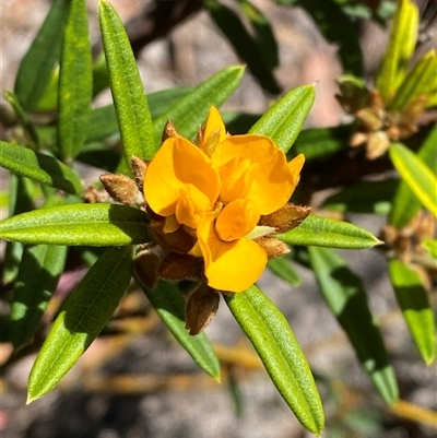 Oxylobium arborescens (Golden Shaggy Pea) at Carrolls Creek, NSW - 9 Sep 2024 by Tapirlord