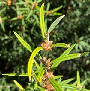Oxylobium arborescens at Carrolls Creek, NSW - 9 Sep 2024 10:36 AM