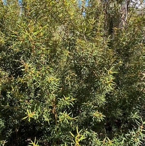 Oxylobium arborescens at Carrolls Creek, NSW - 9 Sep 2024 10:36 AM