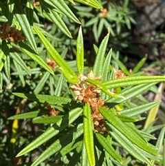 Oxylobium arborescens at Carrolls Creek, NSW - 9 Sep 2024 10:36 AM