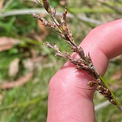 Lepidosperma laterale (Variable Sword Sedge) at Carrolls Creek, NSW - 9 Sep 2024 by Tapirlord