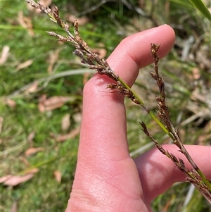 Lepidosperma laterale at Carrolls Creek, NSW - 9 Sep 2024 10:33 AM