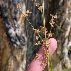 Juncus continuus at Carrolls Creek, NSW - 9 Sep 2024 by Tapirlord