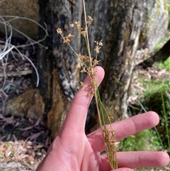 Juncus continuus at Carrolls Creek, NSW - 9 Sep 2024 10:33 AM