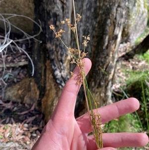 Juncus continuus at Carrolls Creek, NSW - 9 Sep 2024 10:33 AM