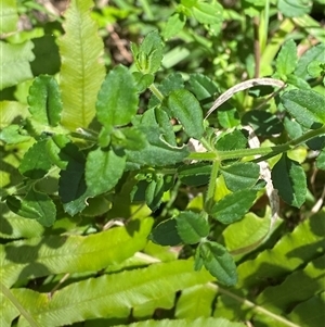 Gonocarpus teucrioides (Germander Raspwort) at Carrolls Creek, NSW - 9 Sep 2024 by Tapirlord