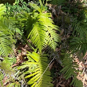 Blechnum cartilagineum at Carrolls Creek, NSW - suppressed