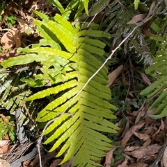 Blechnum cartilagineum at Carrolls Creek, NSW - suppressed