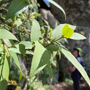 Notelaea longifolia at Carrolls Creek, NSW - 9 Sep 2024 10:32 AM