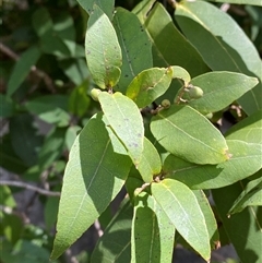 Notelaea longifolia at Carrolls Creek, NSW - 9 Sep 2024 10:32 AM