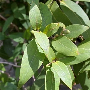 Notelaea longifolia at Carrolls Creek, NSW - 9 Sep 2024 10:32 AM