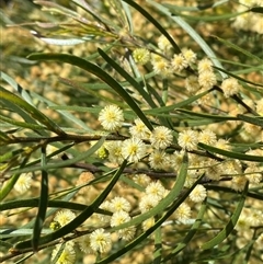 Acacia viscidula at Carrolls Creek, NSW - 9 Sep 2024 by Tapirlord