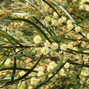 Acacia viscidula at Carrolls Creek, NSW - 9 Sep 2024 by Tapirlord