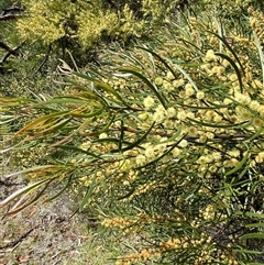 Acacia viscidula at Carrolls Creek, NSW - 9 Sep 2024 10:31 AM