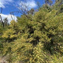 Acacia viscidula at Carrolls Creek, NSW - 9 Sep 2024 10:31 AM
