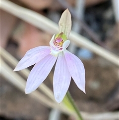 Caladenia carnea at Carrolls Creek, NSW - 9 Sep 2024 by Tapirlord