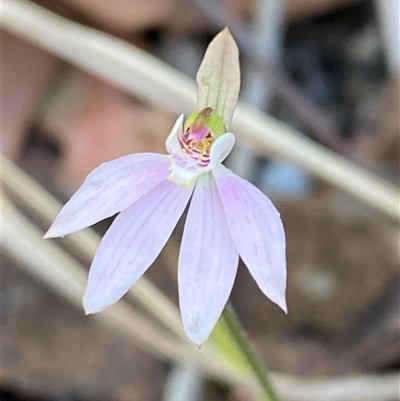 Caladenia carnea (Pink Fingers) at Carrolls Creek, NSW - 9 Sep 2024 by Tapirlord