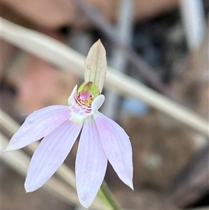 Caladenia carnea at Carrolls Creek, NSW - suppressed