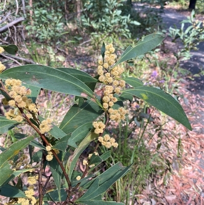 Acacia sp. New England (J.B.Williams 97011) NSW Herbarium (New England Hickory) at Carrolls Creek, NSW - 9 Sep 2024 by Tapirlord