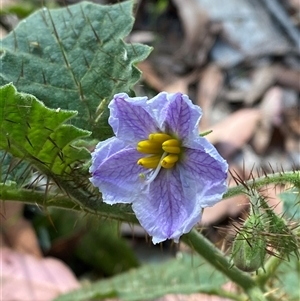 Solanum ditrichum at Carrolls Creek, NSW - 9 Sep 2024 by Tapirlord