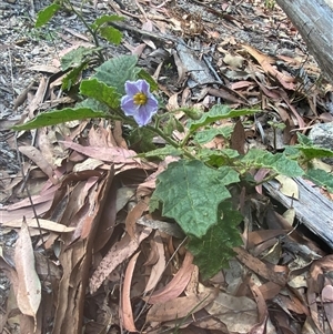 Solanum ditrichum at Carrolls Creek, NSW - 9 Sep 2024 10:15 AM