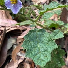 Solanum ditrichum at Carrolls Creek, NSW - 9 Sep 2024 10:15 AM