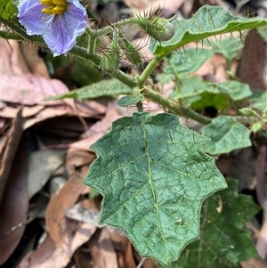 Solanum ditrichum at Carrolls Creek, NSW - 9 Sep 2024 10:15 AM