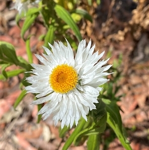 Coronidium boormanii at Carrolls Creek, NSW - 9 Sep 2024 10:13 AM
