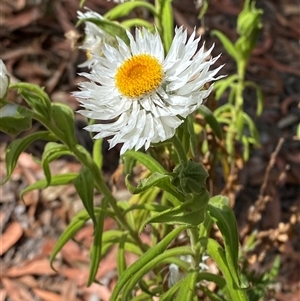 Coronidium boormanii at Carrolls Creek, NSW - 9 Sep 2024 10:13 AM