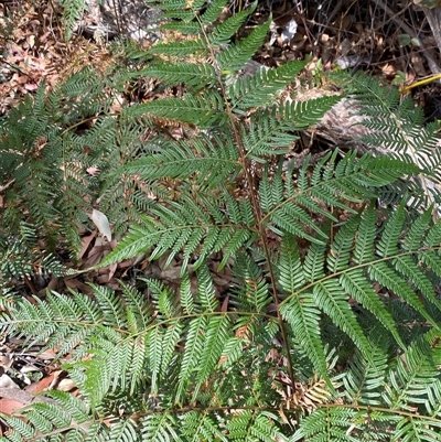 Pteridium esculentum (Bracken) at Carrolls Creek, NSW - 9 Sep 2024 by Tapirlord