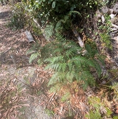 Pteridium esculentum at Carrolls Creek, NSW - 9 Sep 2024 10:13 AM