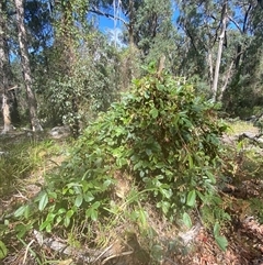 Kennedia rubicunda (Dusky Coral Pea) at Carrolls Creek, NSW - 9 Sep 2024 by Tapirlord