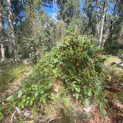 Kennedia rubicunda at Carrolls Creek, NSW - 9 Sep 2024 by Tapirlord